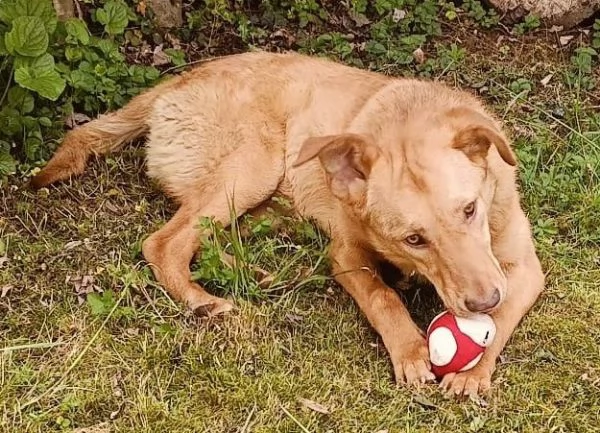PAOLO, cucciolone di un anno (a Pordenone)