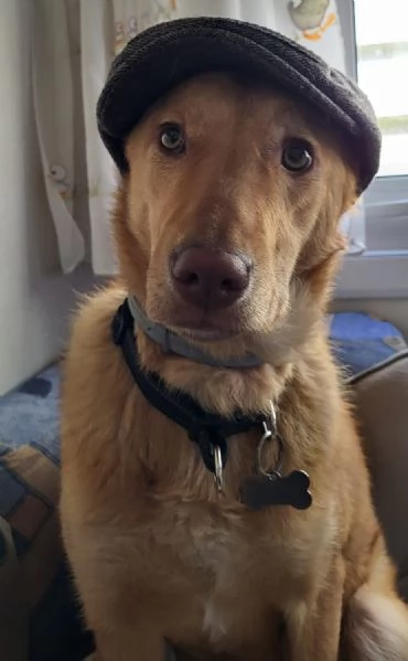 PAOLO, cucciolone di un anno (a Pordenone) | Foto 3