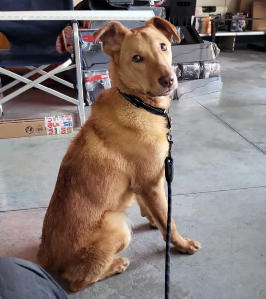 PAOLO, cucciolone di un anno (a Pordenone) | Foto 2