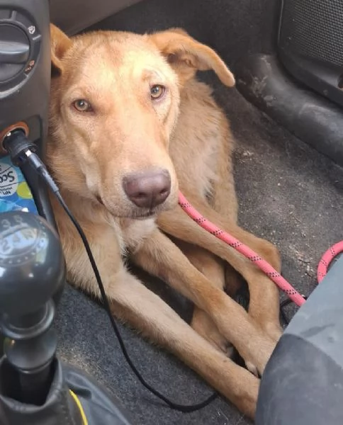 PAOLO, cucciolone di un anno (a Pordenone) | Foto 1