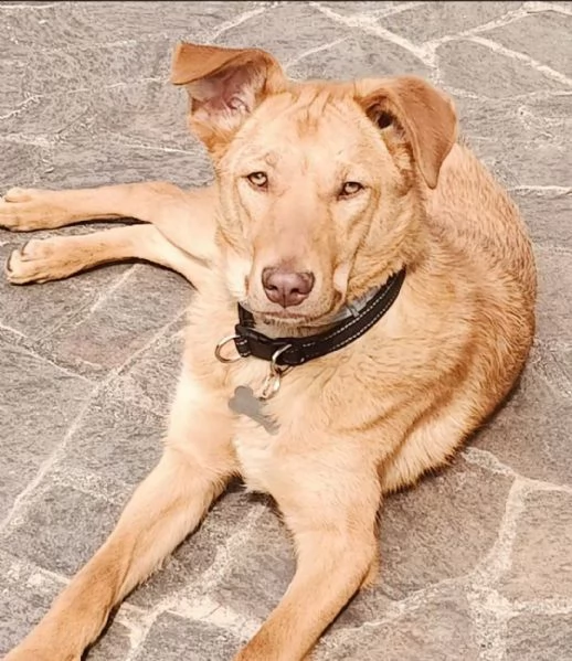 PAOLO, cucciolone di un anno (a Pordenone) | Foto 0