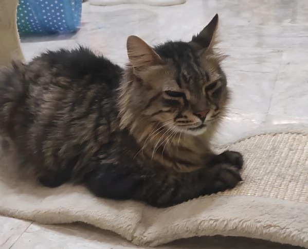 JUAN, micione di 9 anni