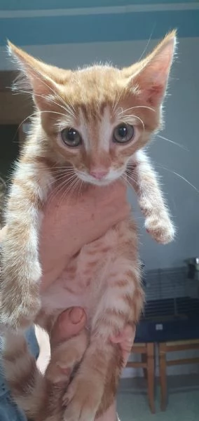 SANSONE, CREATURA MAGNIFICA | Foto 0