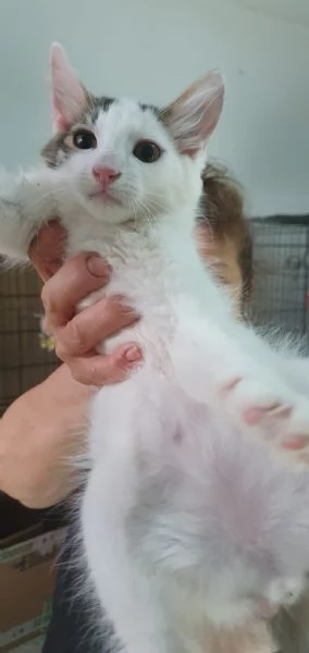PRINCIPE, UNA DELIZIA DI GATTINO | Foto 1