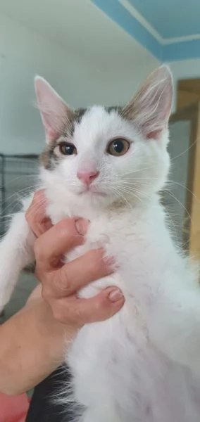 PRINCIPE, UNA DELIZIA DI GATTINO | Foto 0
