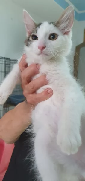 PRINCIPE, UNA DELIZIA DI GATTINO
