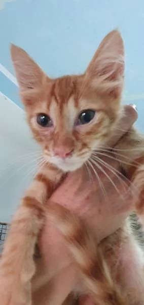 GIACOMINO, 3 MESI | Foto 0