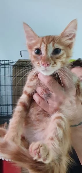 GIACOMINO, 3 MESI
