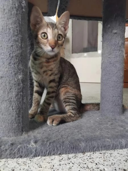 SUSINA, 3 mesi | Foto 1