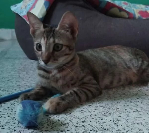 SUSINA, 3 mesi | Foto 0