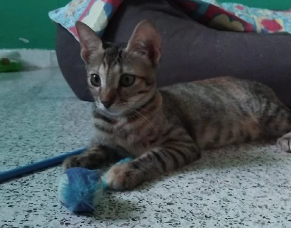 SUSINA, 3 mesi
