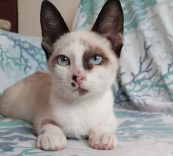 CELESTINO, 3 MESI | Foto 6