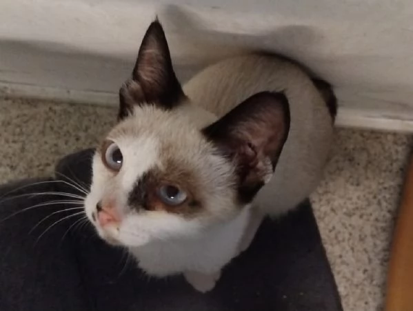CELESTINO, 3 MESI | Foto 5