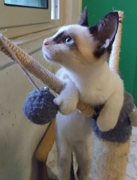 CELESTINO, 3 MESI