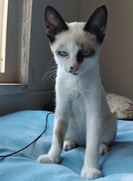 CELESTINO, 3 MESI | Foto 1