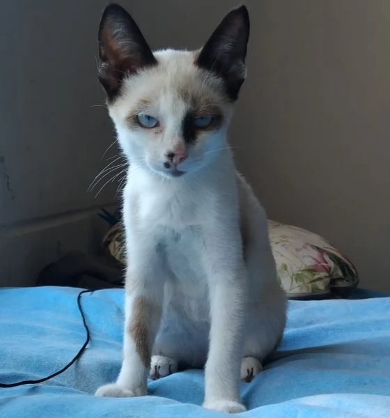 CELESTINO, 3 MESI | Foto 0