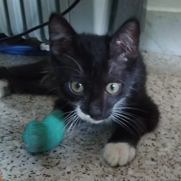 CALZINO, solo 2 mesi, miracolato... | Foto 4