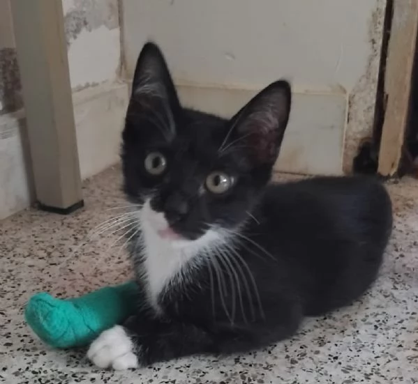 CALZINO, solo 2 mesi, miracolato... | Foto 1
