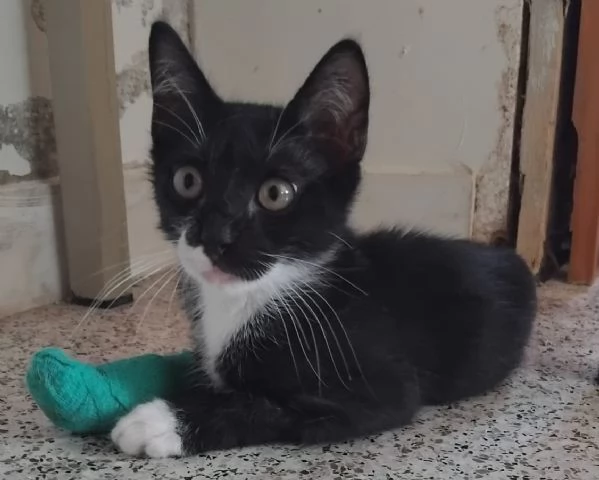CALZINO, solo 2 mesi, miracolato... | Foto 0