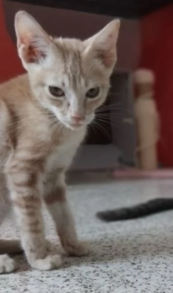 Giovannino, micino rosso, 3 mesi | Foto 1