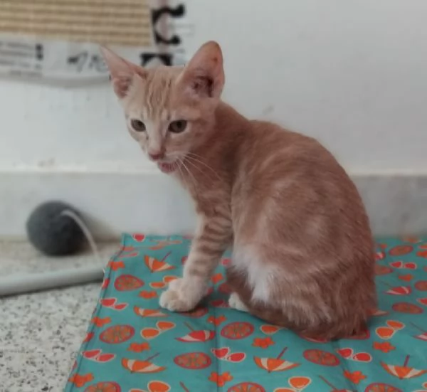 Giovannino, micino rosso, 3 mesi | Foto 0