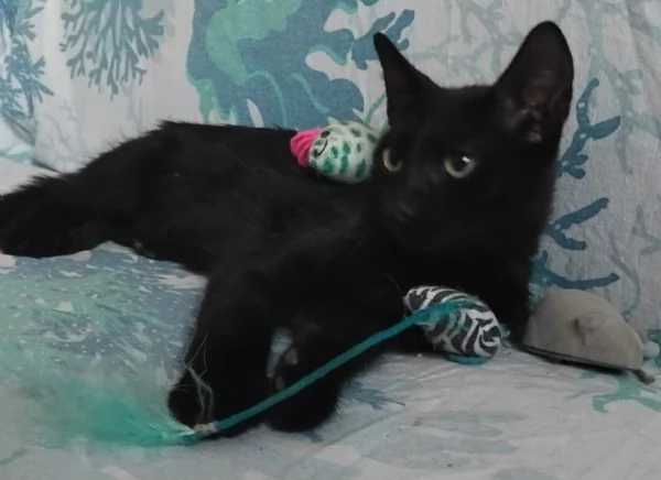 FUMETTA, 4 MESI, MAGNIFICA | Foto 5