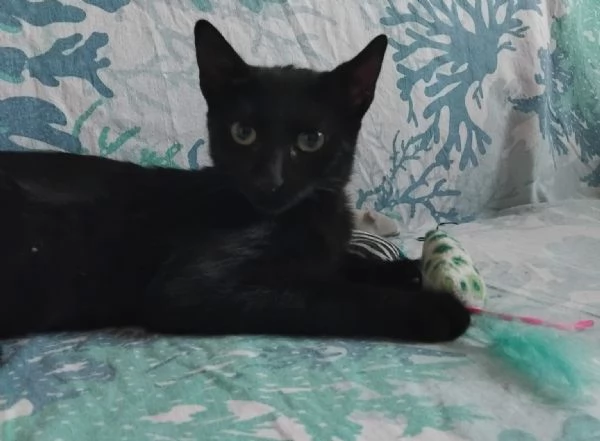 FUMETTA, 4 MESI, MAGNIFICA | Foto 4