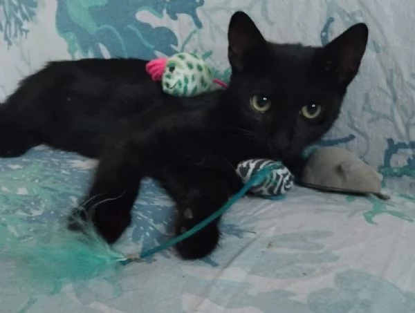 FUMETTA, 4 MESI, MAGNIFICA | Foto 3