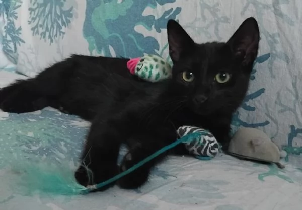 FUMETTA, 4 MESI, MAGNIFICA | Foto 1