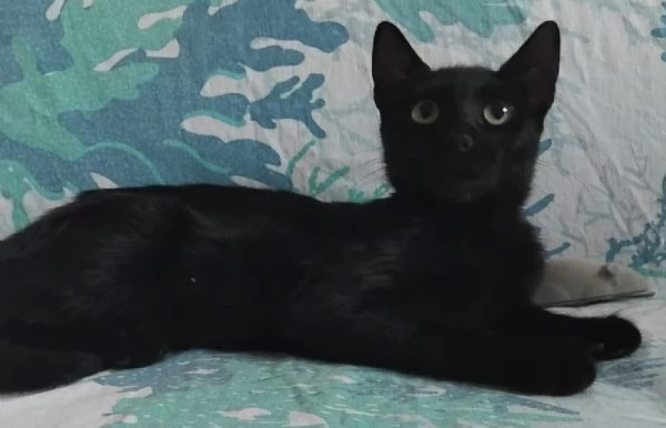 FUMETTA, 4 MESI, MAGNIFICA