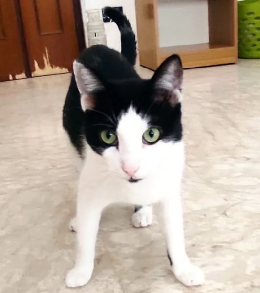Zorro, micio dolce e affettuoso (FIV+, asintomatico) | Foto 1