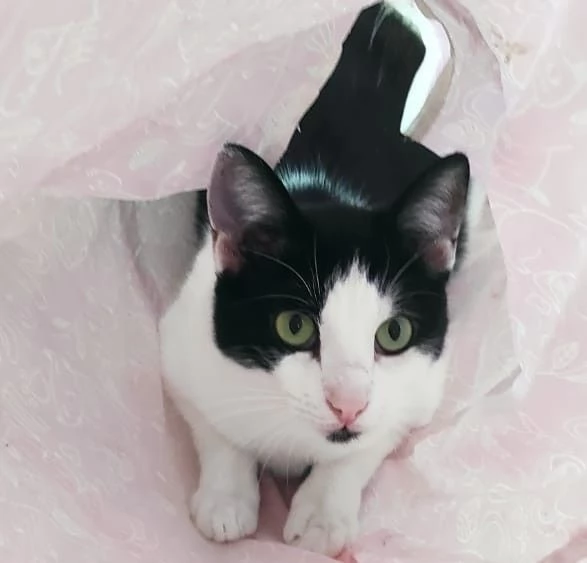 Zorro, micio dolce e affettuoso (FIV+, asintomatico) | Foto 0