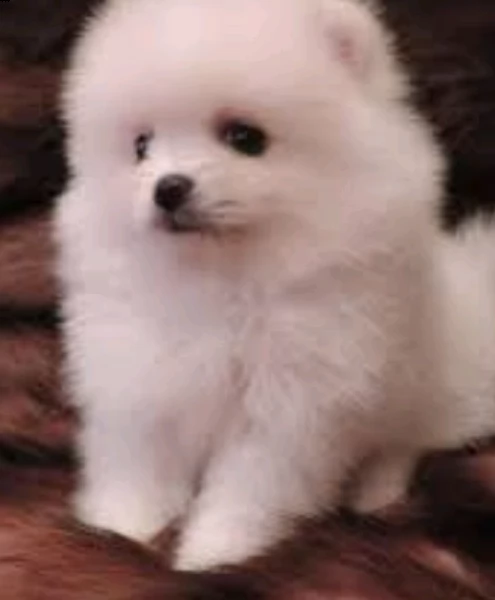 mini mini spitz pomerania mini toy femmina di circa tre mesi ceduti con due vaccini