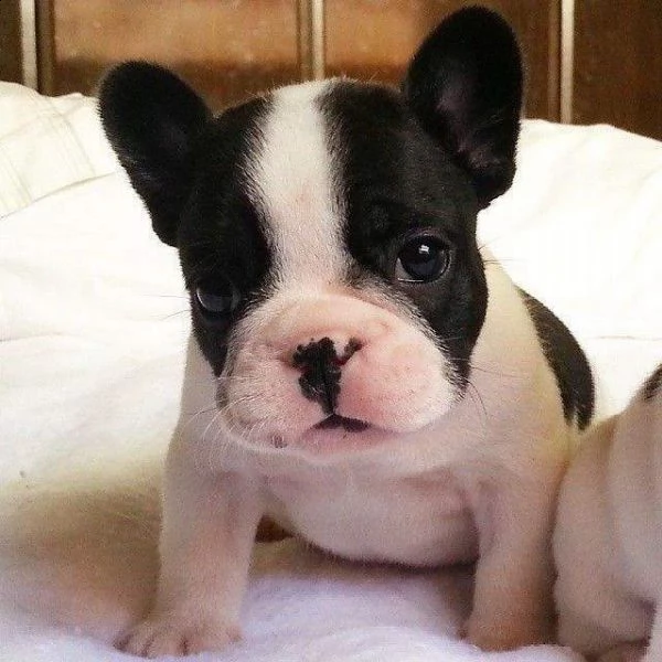  cuccioli di bulldog francese bellissimi e tenerissim