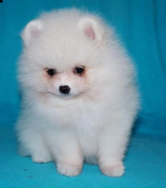 cucciolo di spitz mini toy dolcissimi originalissimi e velocissimi di 70 giornii