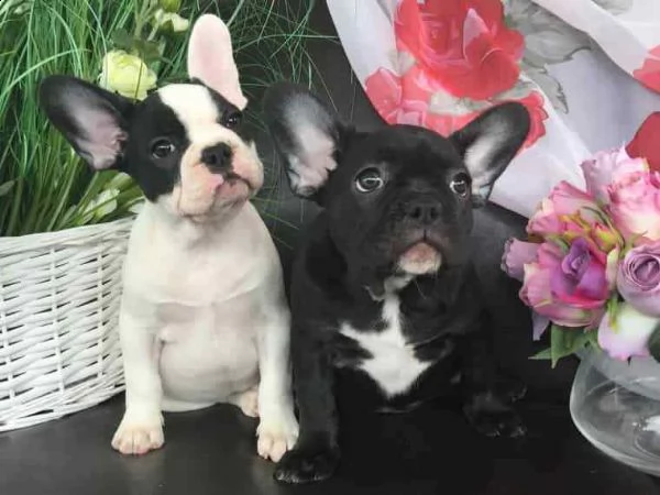 come da testo casa  dispone di una cucciolata di bulldog francese sono disponibili