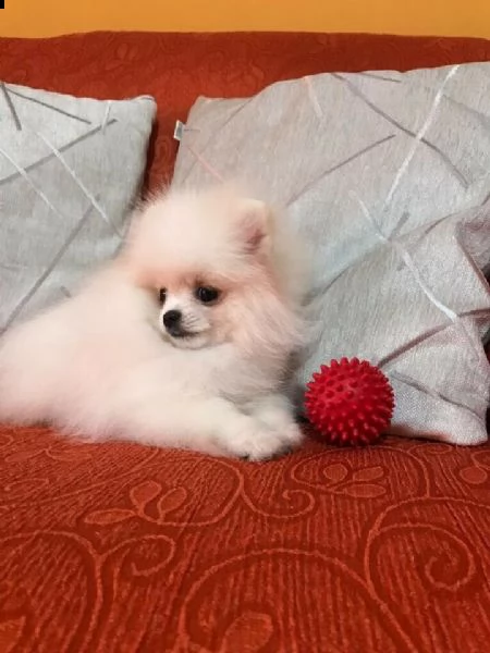 disponibile di spitz tedesco nano