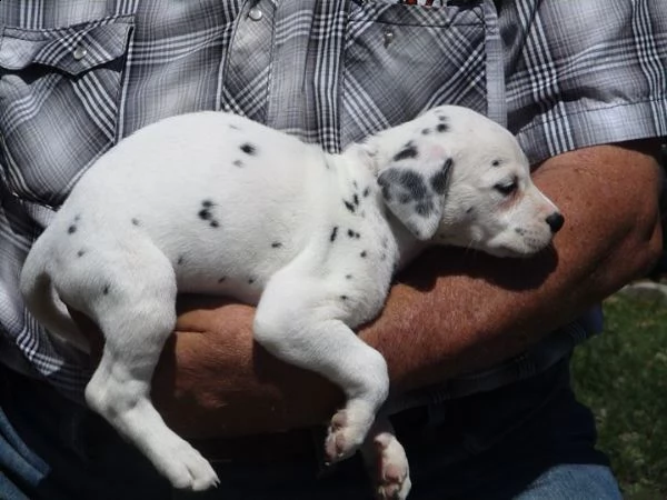 cuccioli dalmati | Foto 0