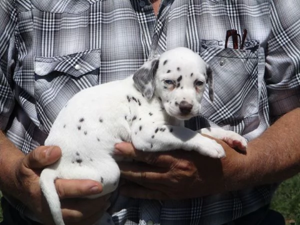cuccioli dalmati