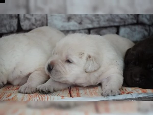 ultima cucciola di labrador disponibile | Foto 1