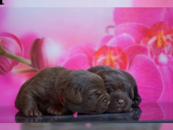 ultima cucciola di labrador disponibile | Foto 0