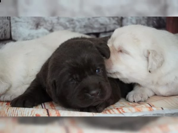 ultima cucciola di labrador disponibile