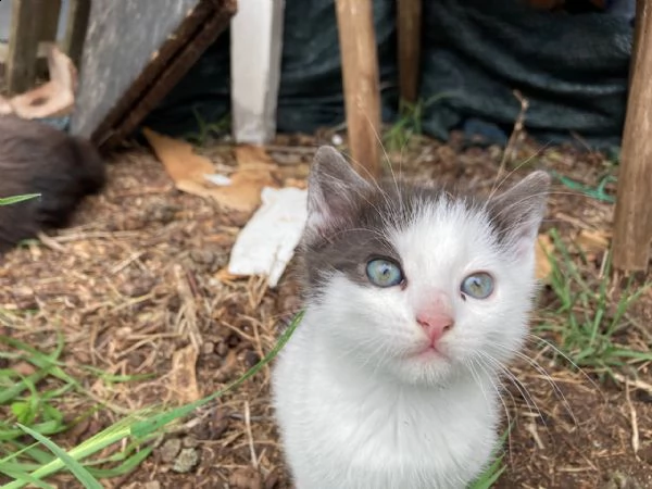  URGENTE: gattino dolcissimo cerca casa | Foto 9
