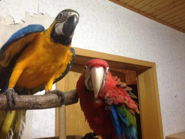 ara ararauna 1 anno e 5 mesi 