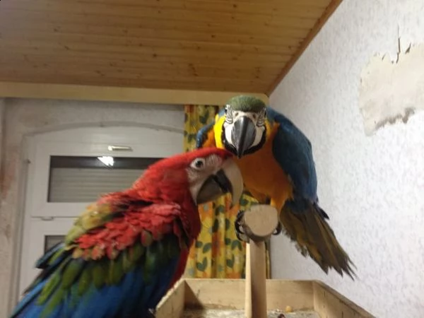 ara ararauna 1 anno e 5 mesi  | Foto 2