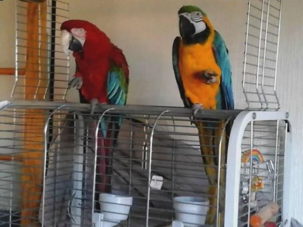 ara ararauna 1 anno e 5 mesi  | Foto 1