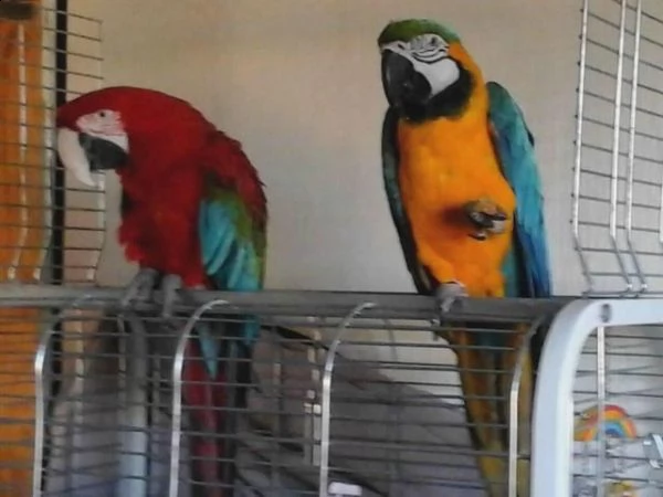 ara ararauna 1 anno e 5 mesi  | Foto 0