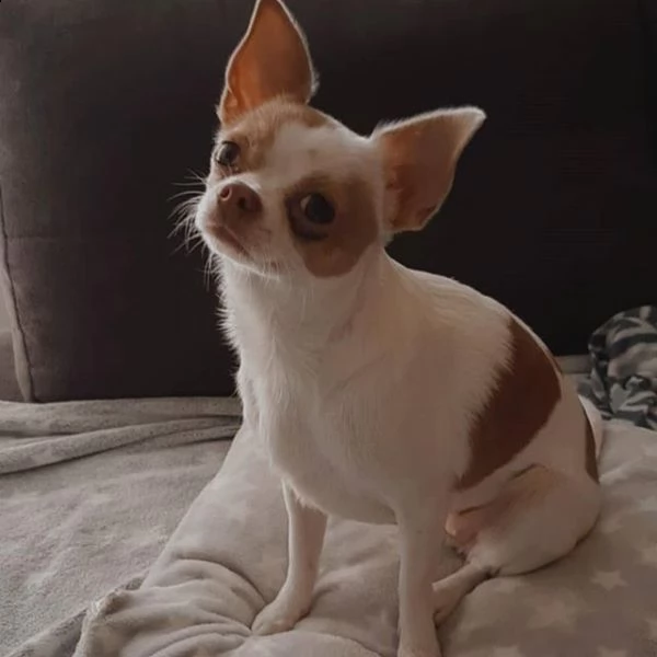 2 cuccioli di chihuahua di qualità maschile e femminile