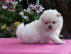 disponibile cuccioli di pomeraniammmm