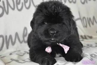 adorabili cuccioli di terranova femminucce e maschietti disponibili per l'adozione gratuita i cuccio | Foto 0